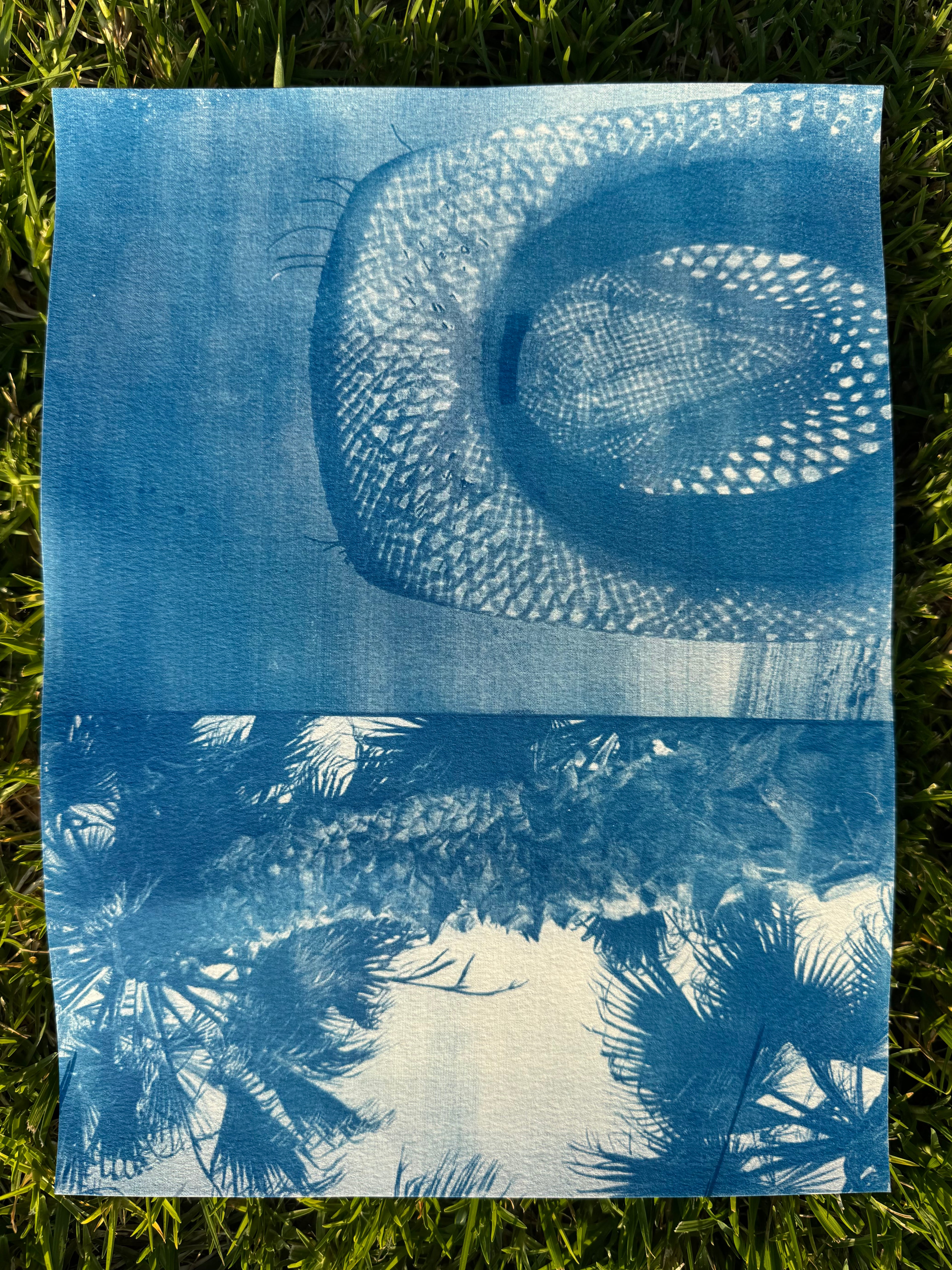 Double Cyanotype Print